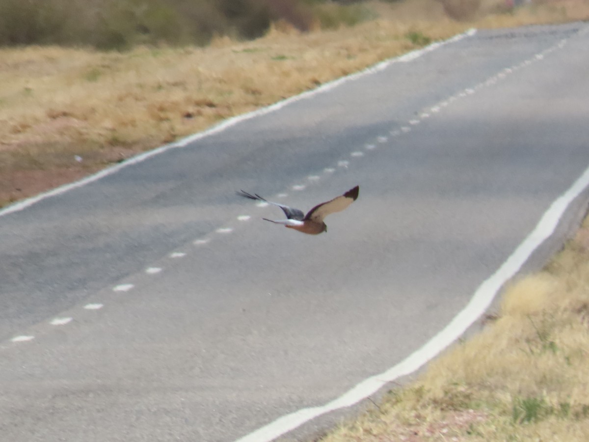 Cinereous Harrier - ML368791971