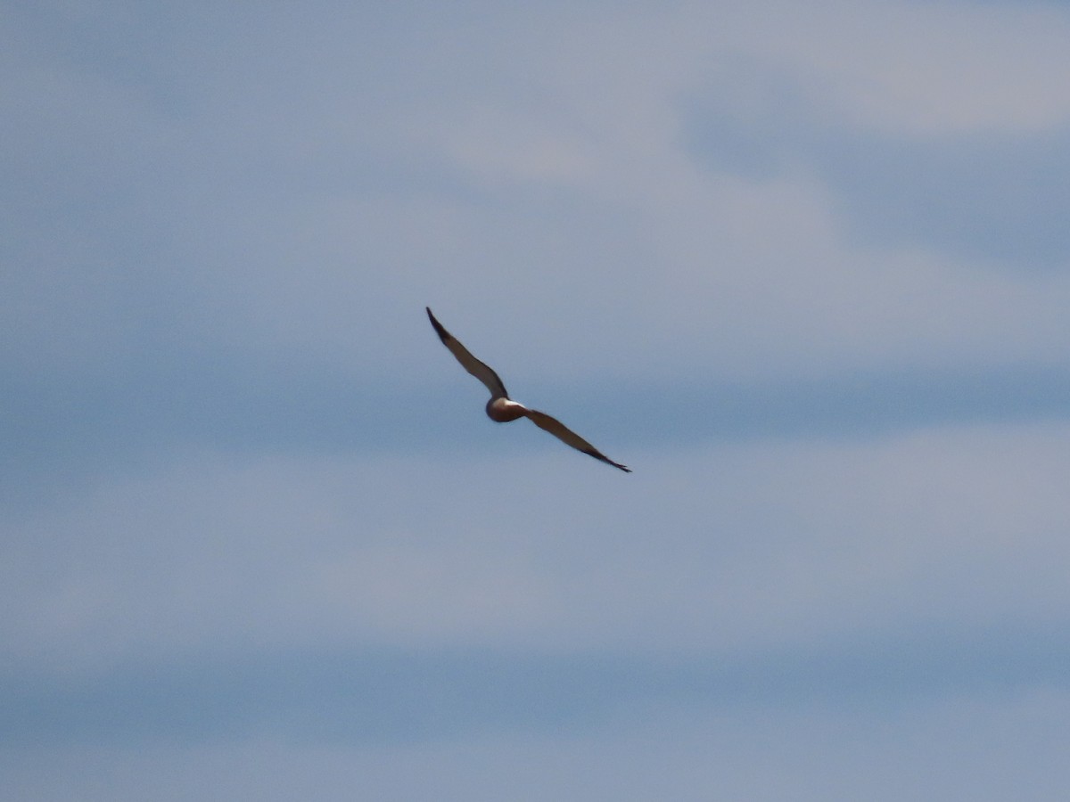 Cinereous Harrier - ML368791981