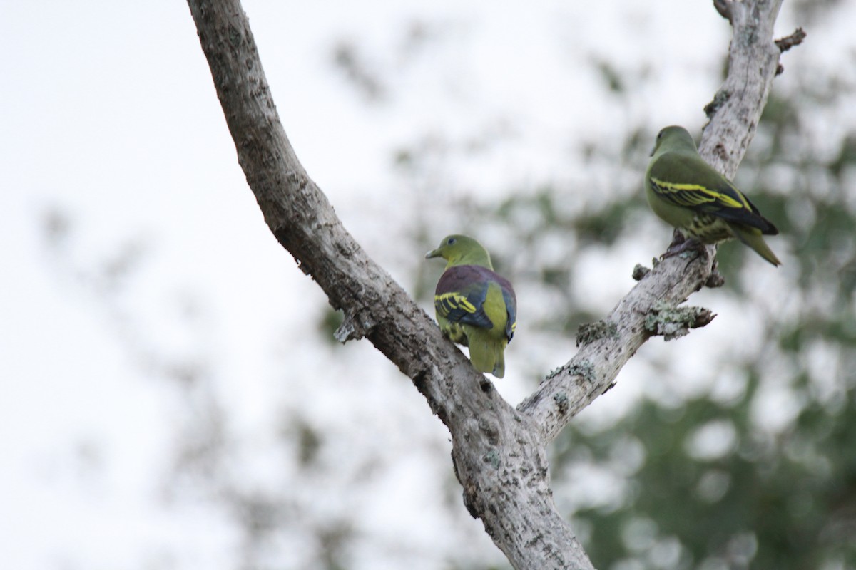 Gray-fronted Green-Pigeon - ML36879211