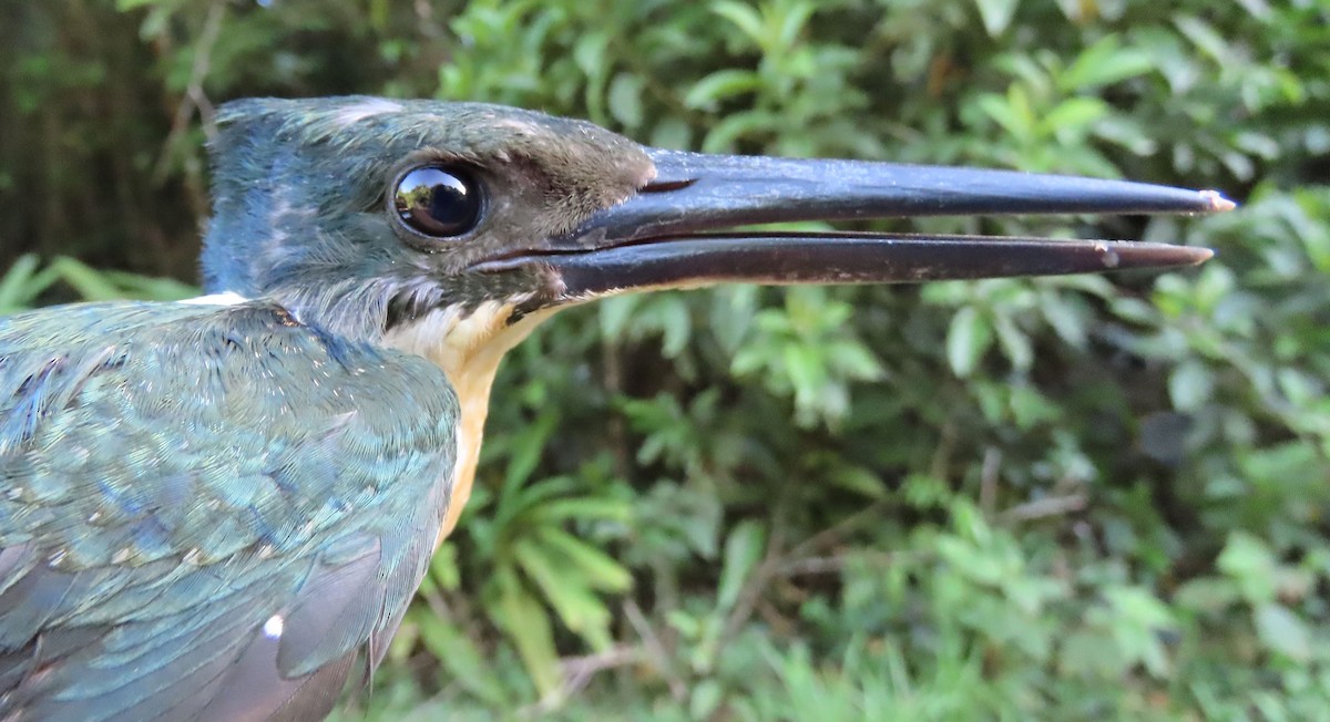 Green Kingfisher - sylvain Uriot