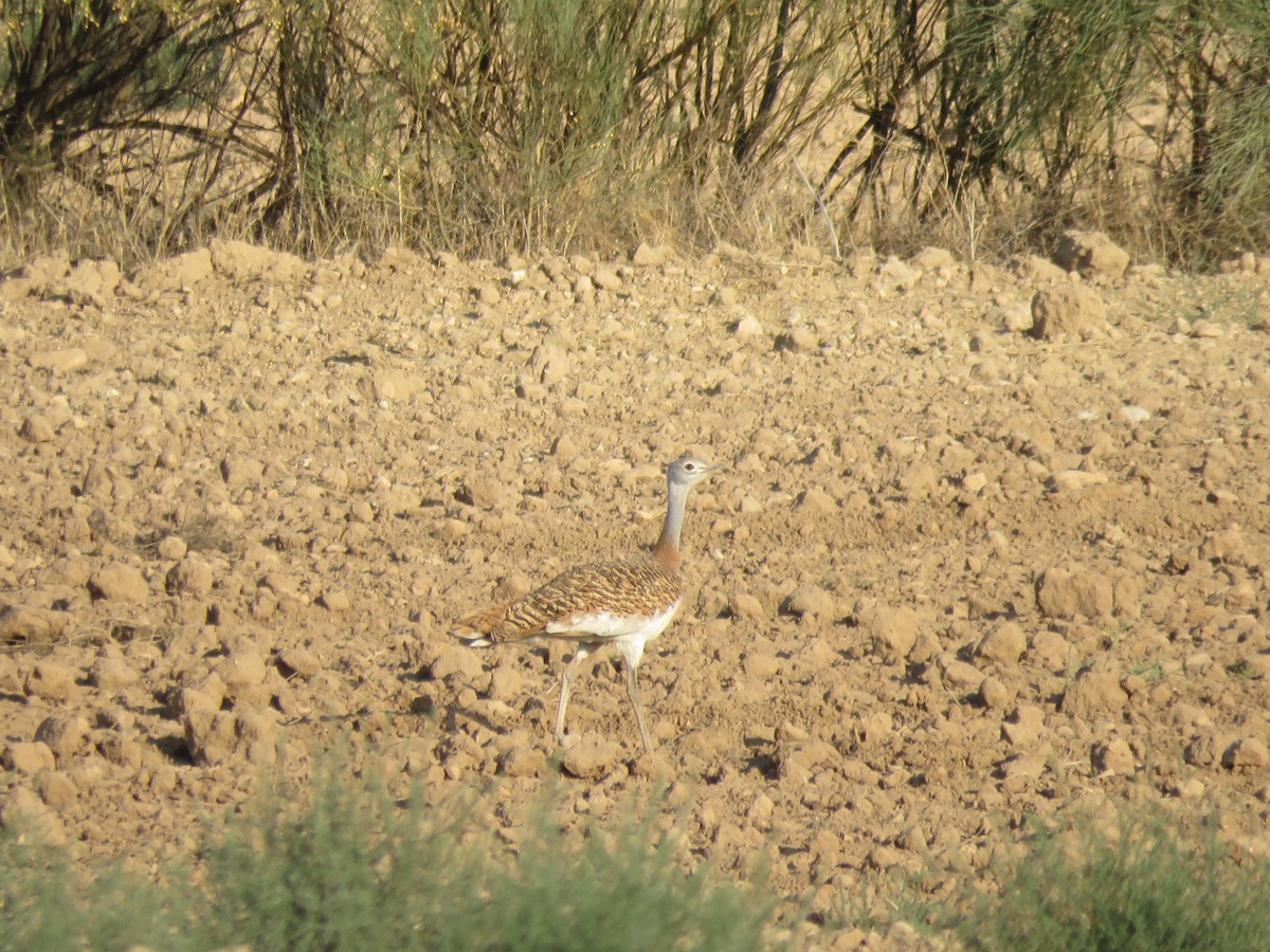 Great Bustard - Aitor Mora Solano