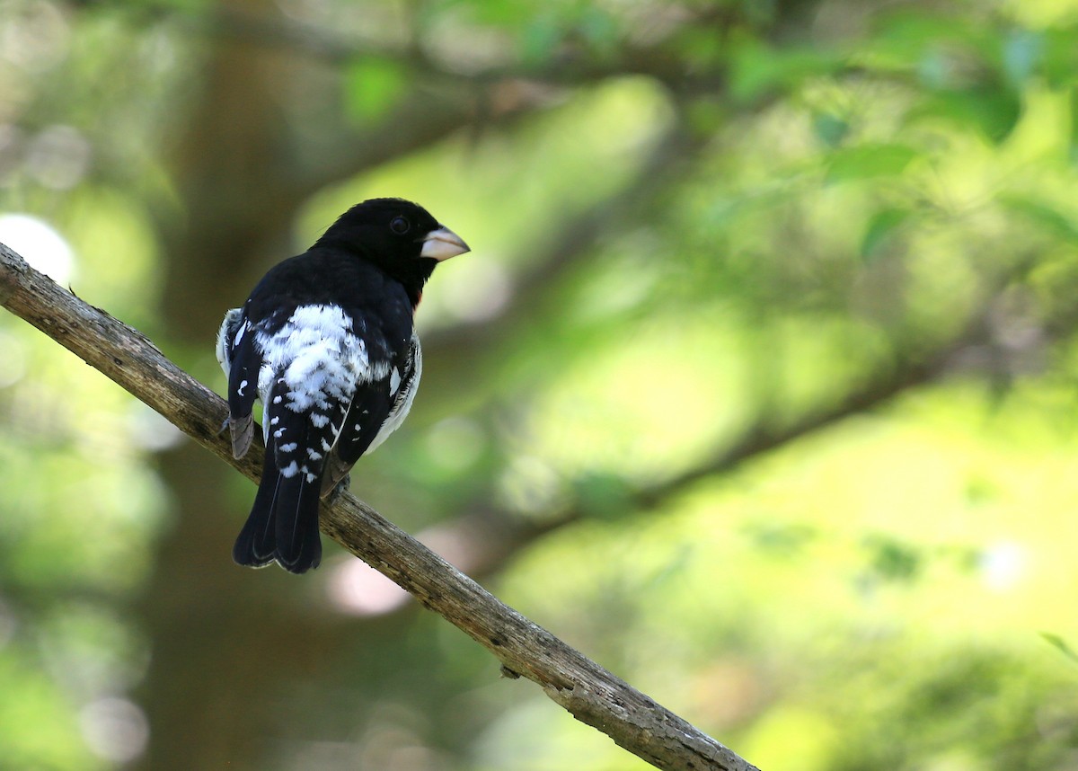 Rose-breasted Grosbeak - Tim Lenz