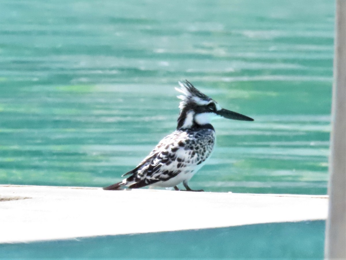 Pied Kingfisher - ML368794851