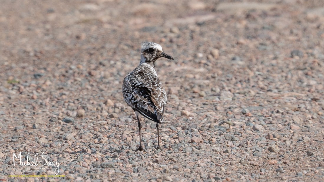 American Golden-Plover - ML368794941