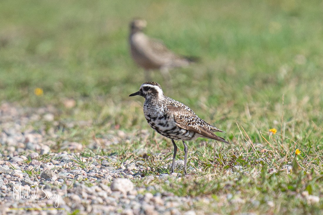 American Golden-Plover - ML368794961