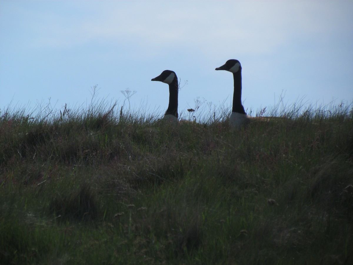 Canada Goose - Derek LaFlamme