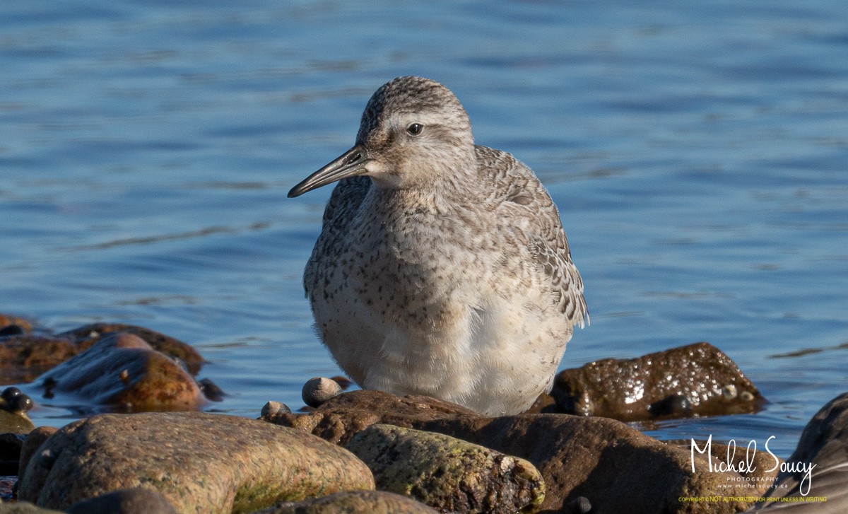 Red Knot - ML368798241