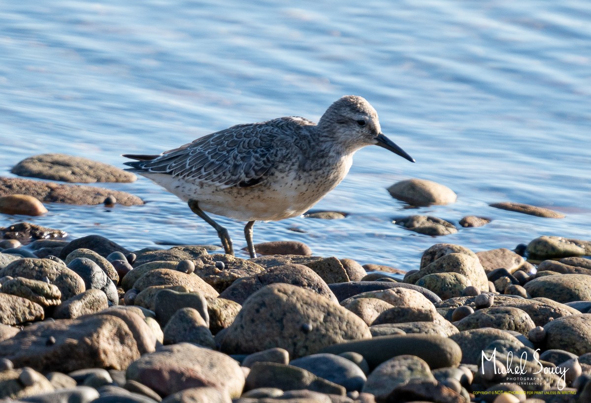 Red Knot - ML368798261
