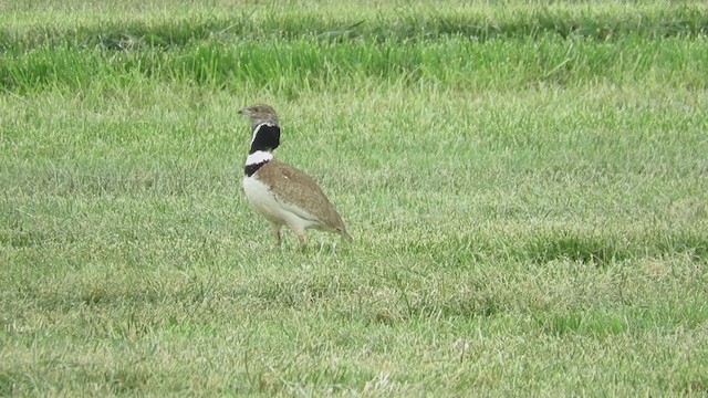 Little Bustard - ML368799611