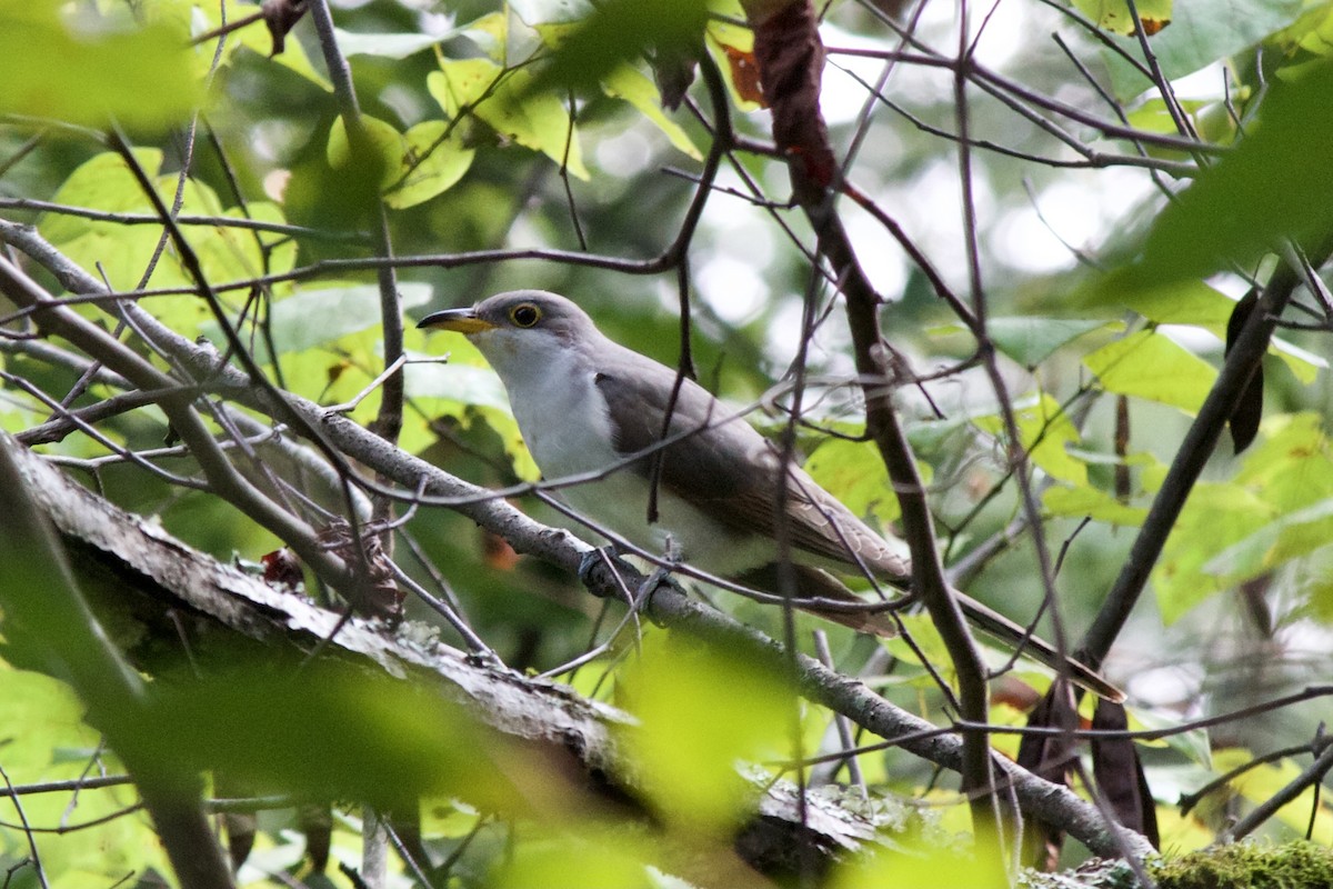 Yellow-billed Cuckoo - ML368800331