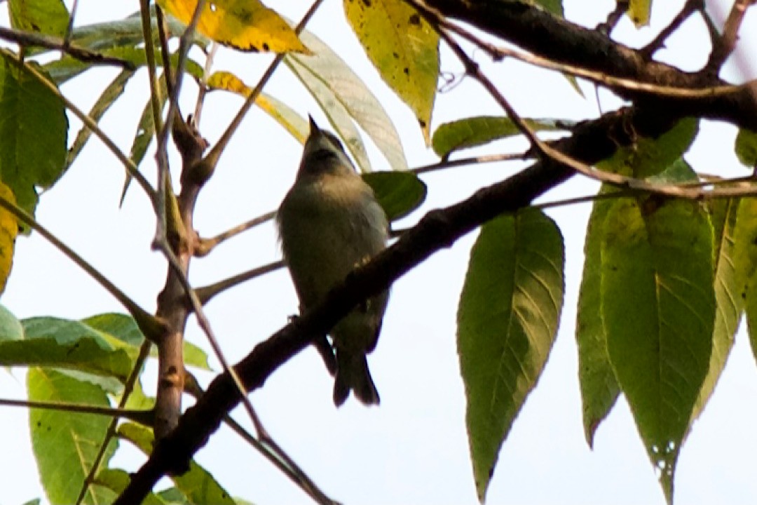 Golden-winged Warbler - ML368800401