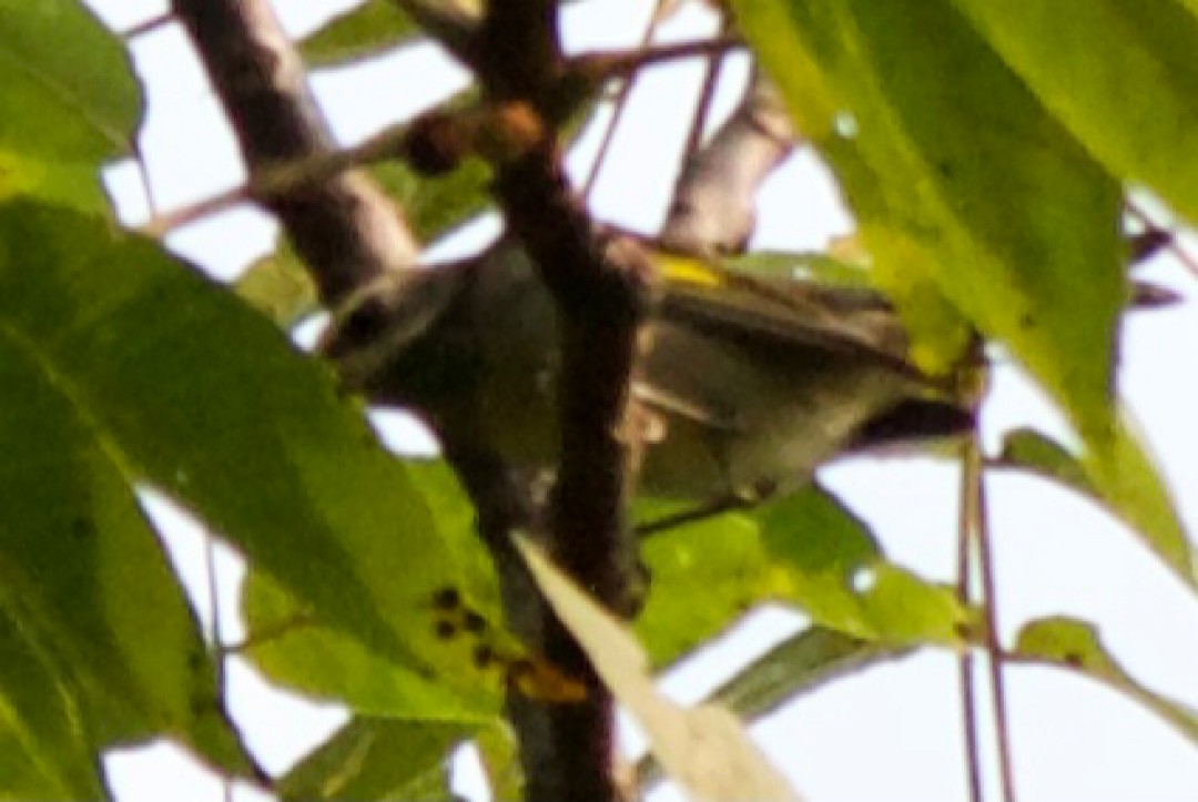 Golden-winged Warbler - ML368800411