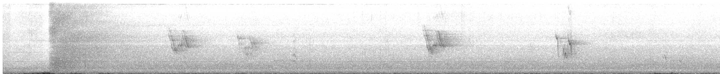Bergeronnette grise (yarrellii) - ML368801651