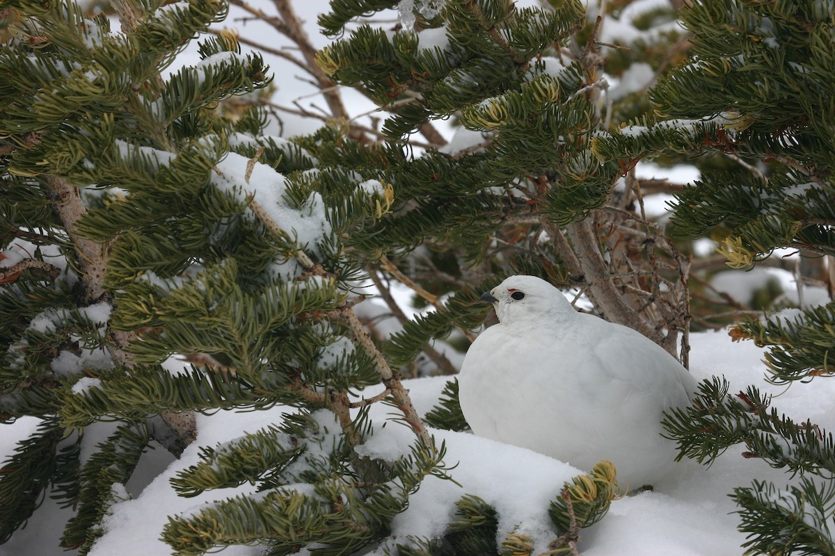 White-tailed Ptarmigan - Chris Wood