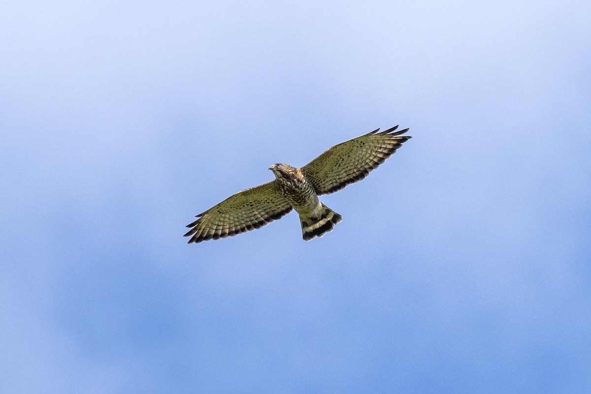 Broad-winged Hawk - ML368803961