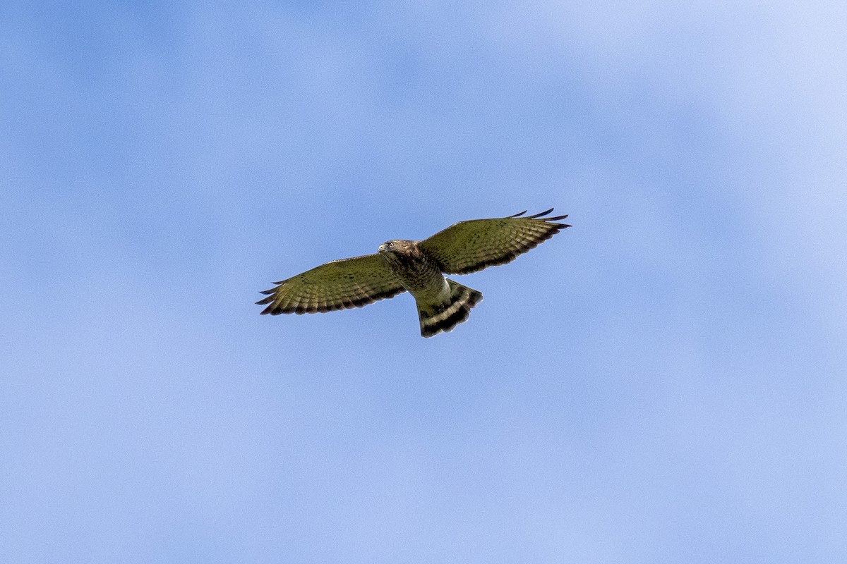 Broad-winged Hawk - ML368804061
