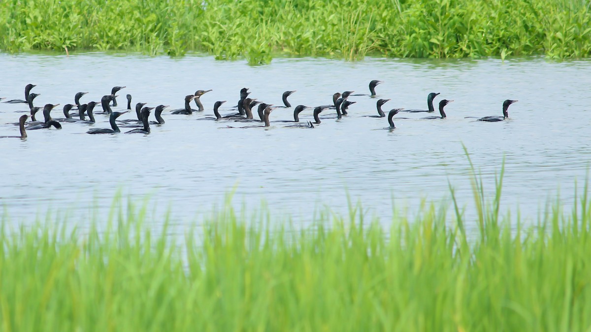 Little Cormorant - Jithin Cv