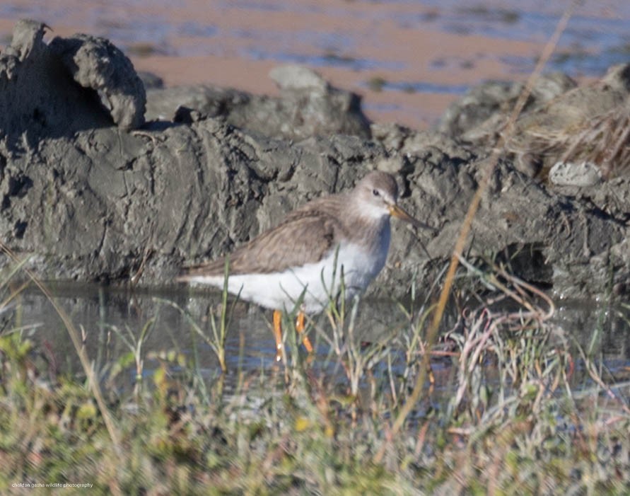 Terek Sandpiper - ML368806121