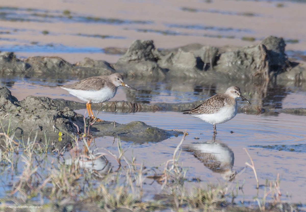 Terek Sandpiper - ML368806131