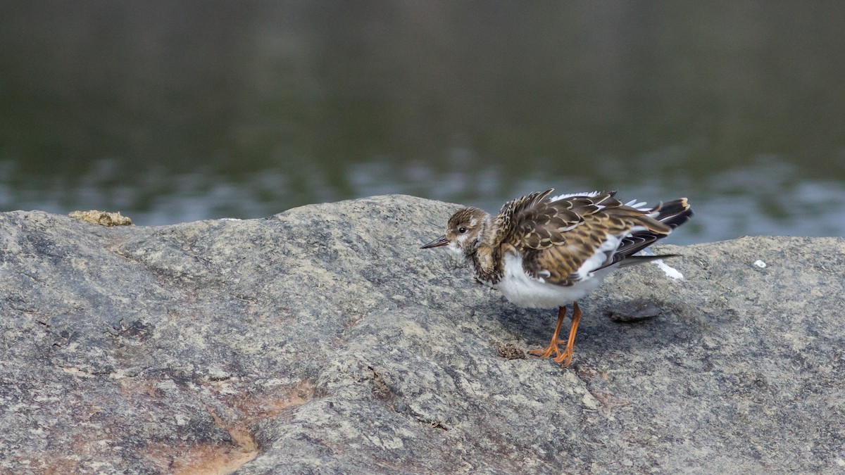 Ruddy Turnstone - ML368806411