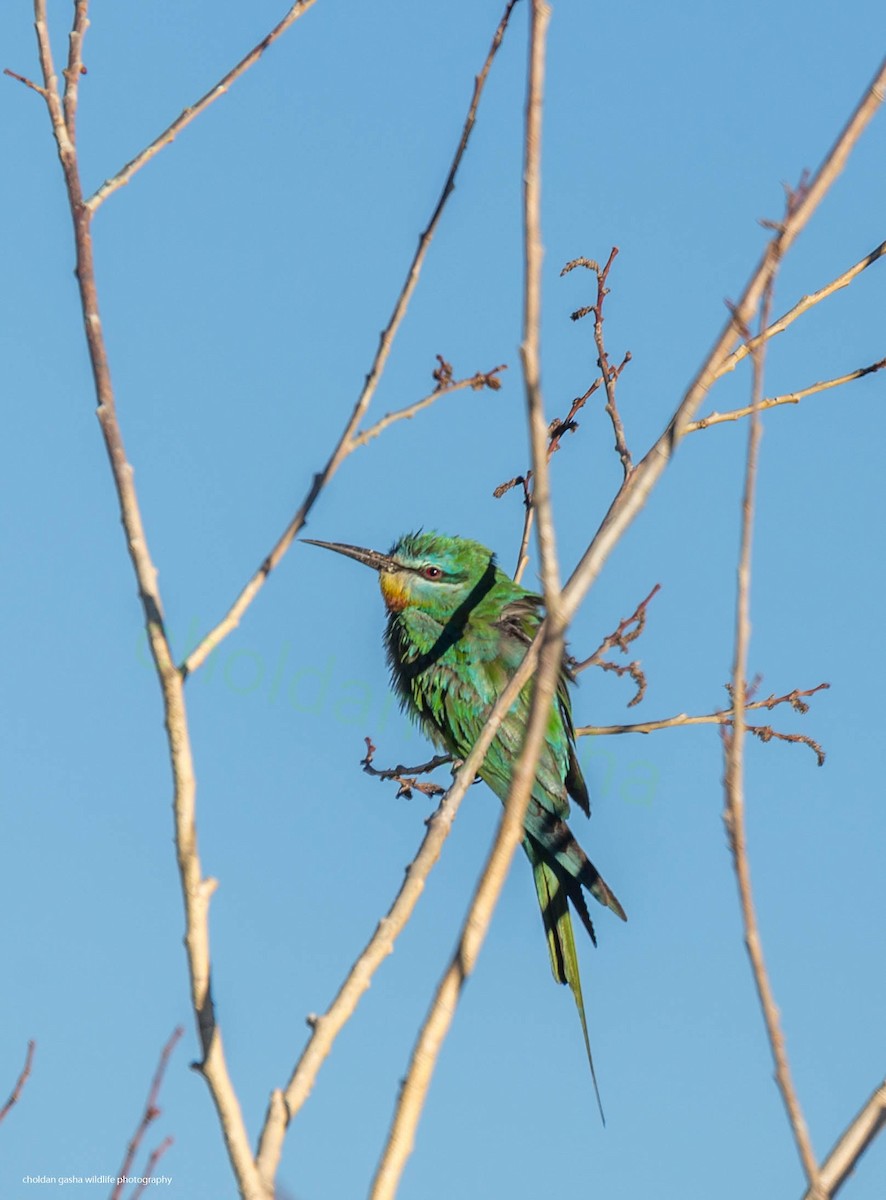 Blue-cheeked Bee-eater - ML368807071