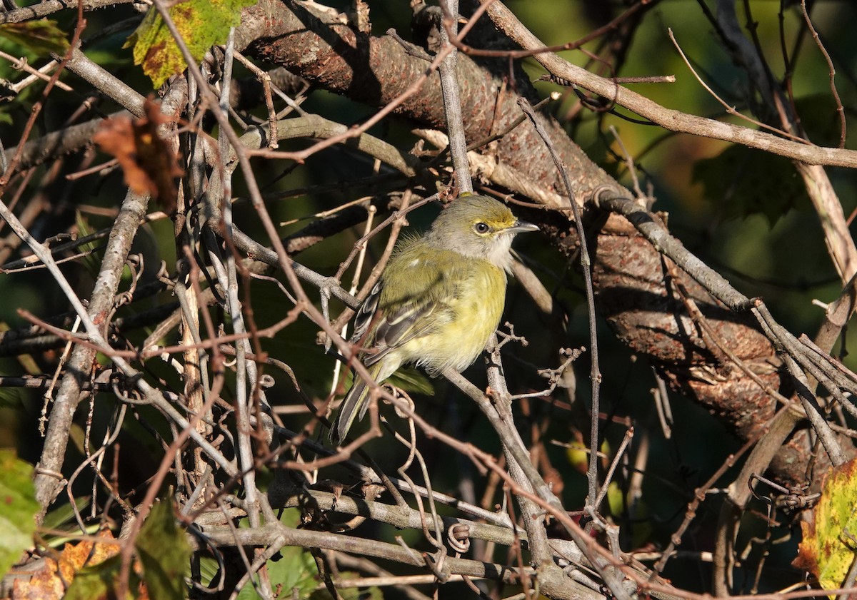 White-eyed Vireo - ML368809591