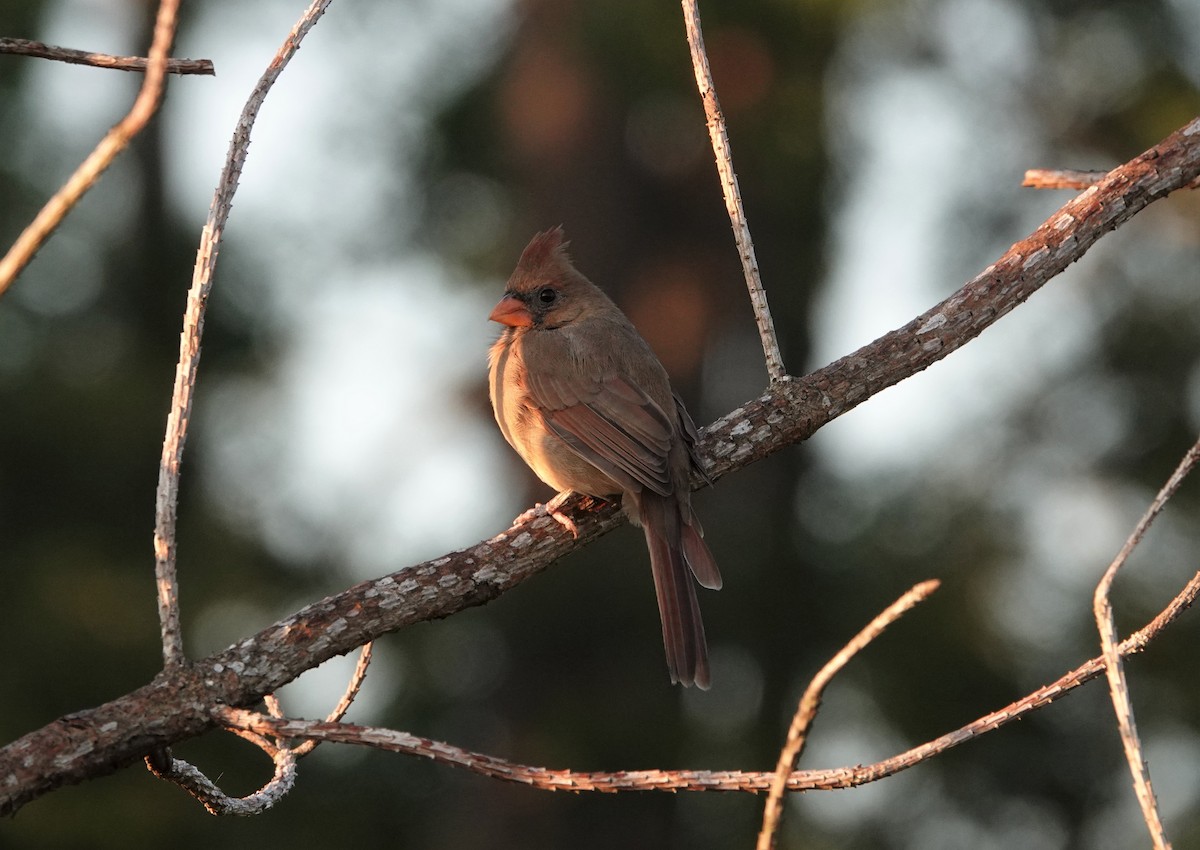 Northern Cardinal - ML368809781