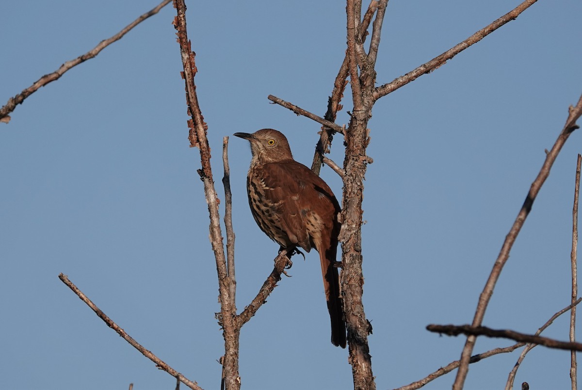 Brown Thrasher - ML368809971