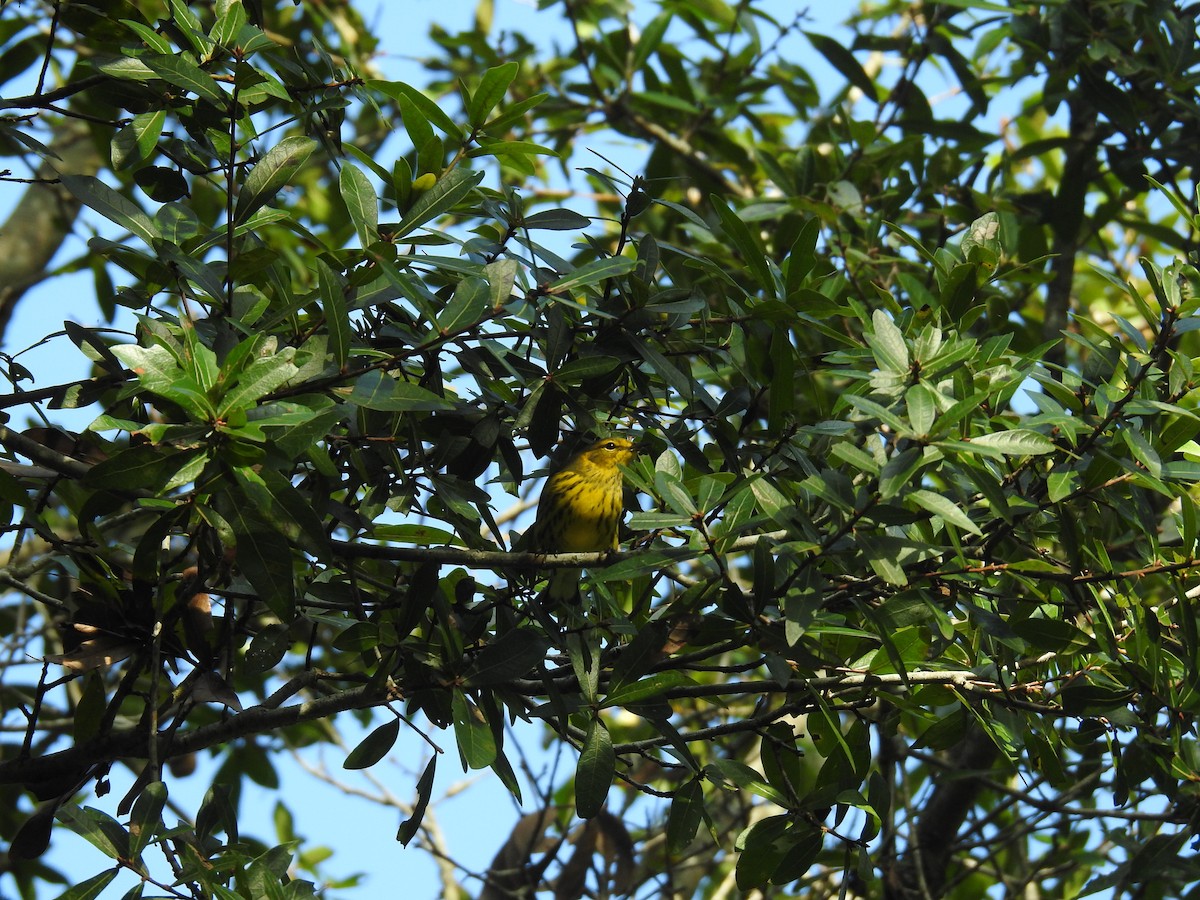 Cape May Warbler - ML368816701