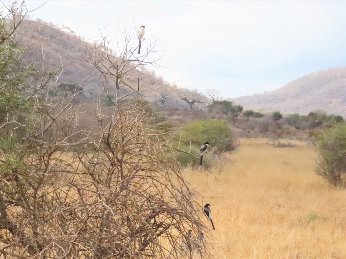 Long-tailed Fiscal - Patsy & Tom Inglet