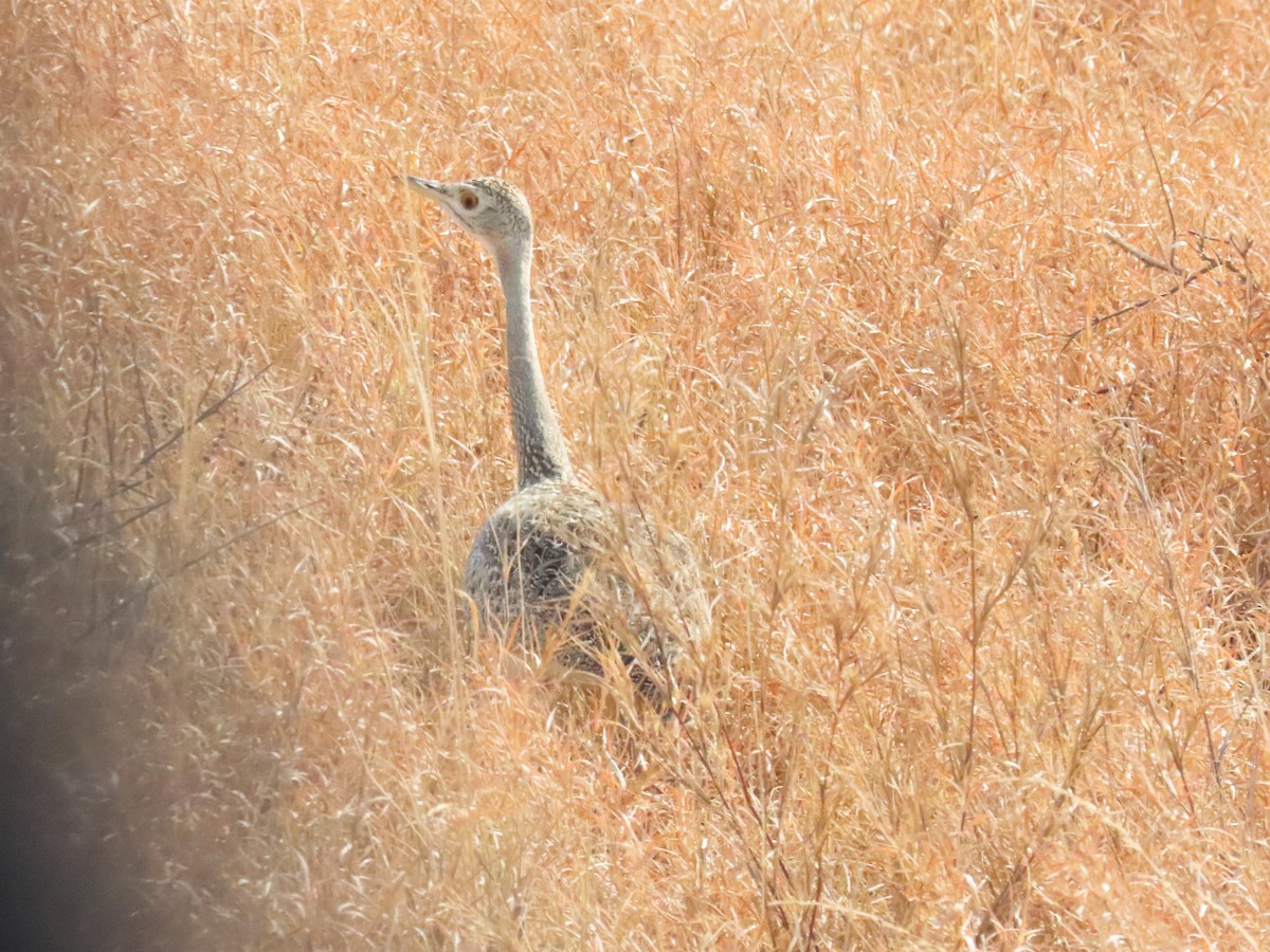 Hartlaub's Bustard - Patsy & Tom Inglet