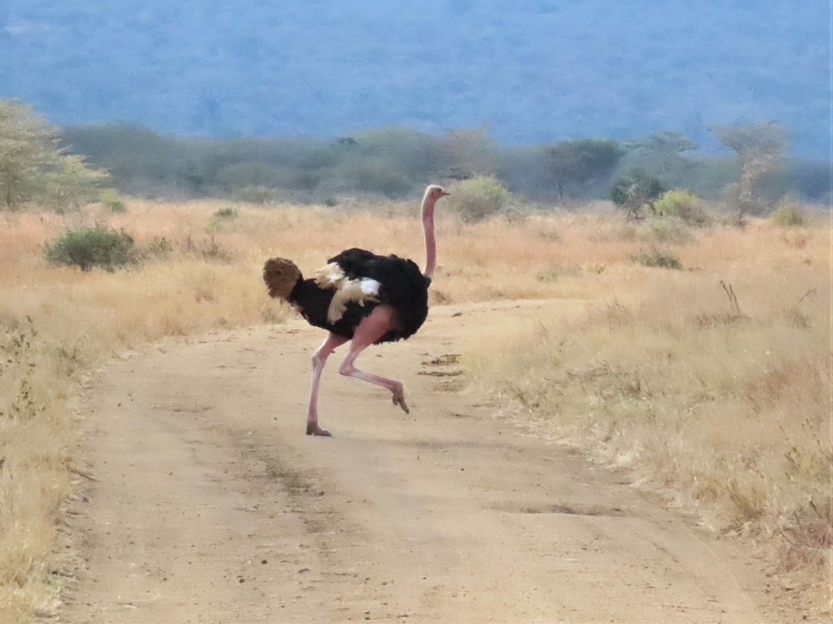 Common Ostrich - ML368818011