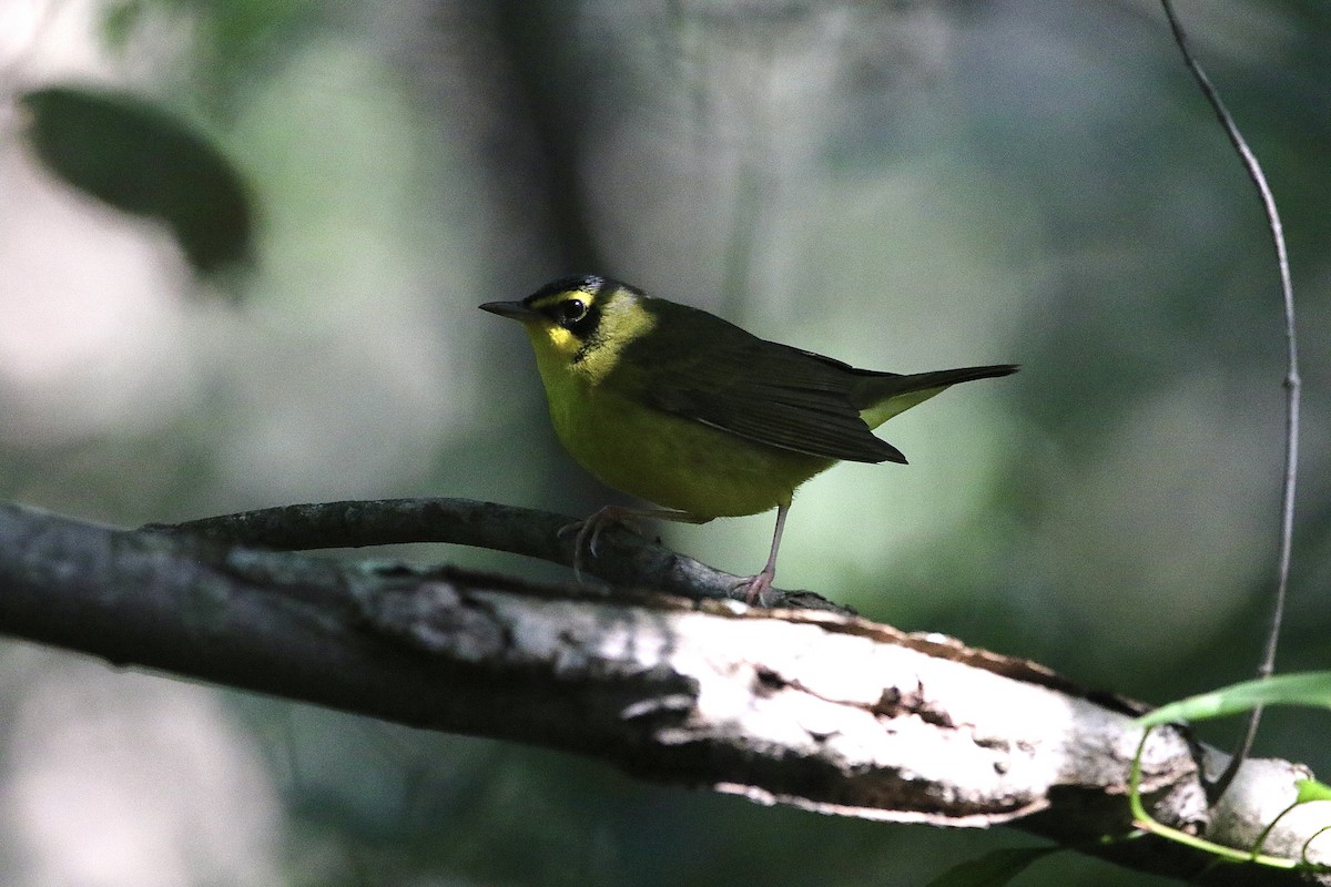 Kentucky Warbler - Lauren Grimes