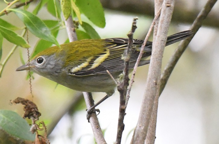 Chestnut-sided Warbler - ML368818541