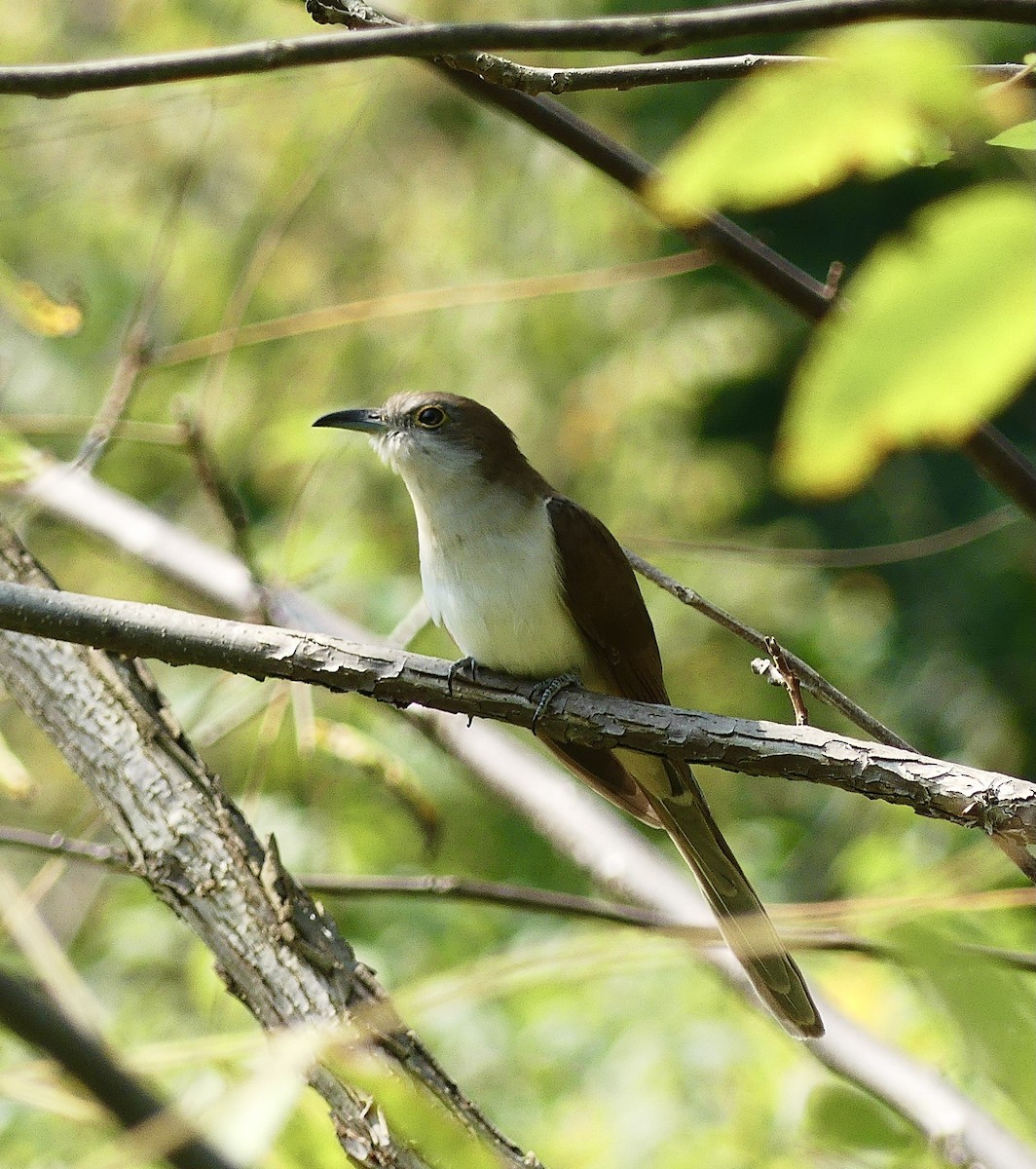 Black-billed Cuckoo - ML368819401