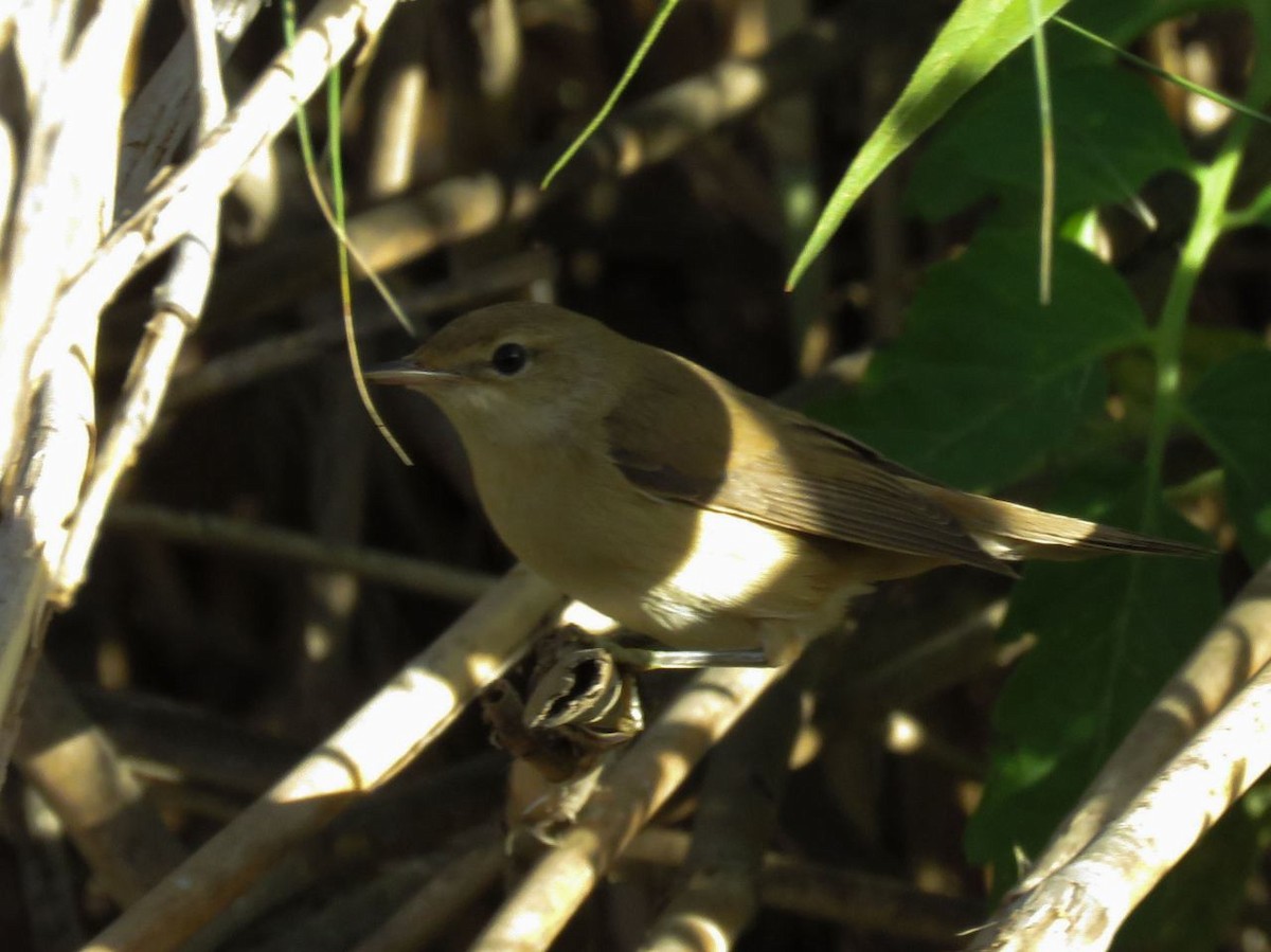 Common Reed Warbler - ML36881951