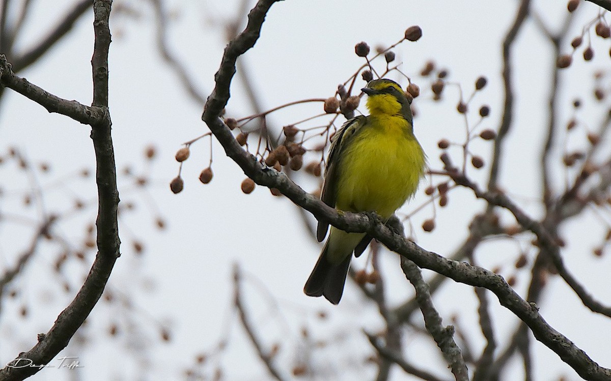 Yellow-browed Tyrant - ML368819541