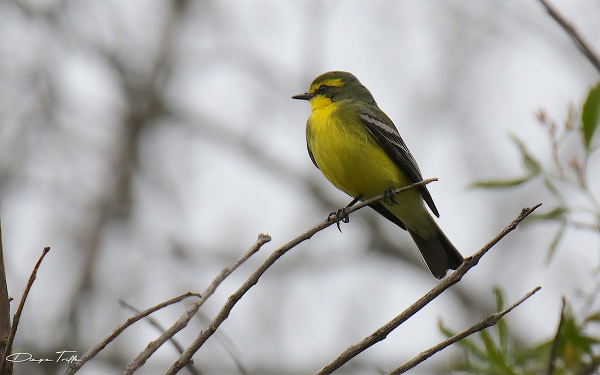 Yellow-browed Tyrant - Diego Trillo