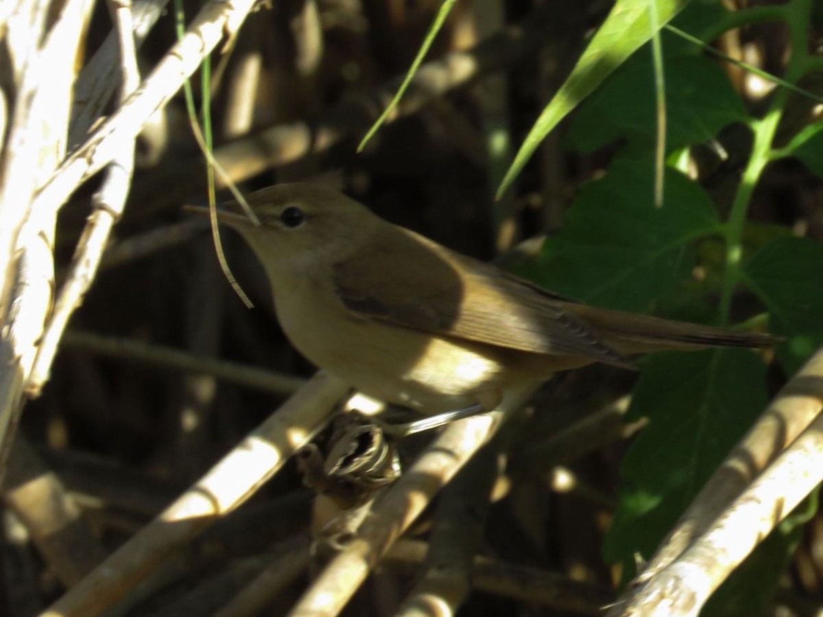 Common Reed Warbler - ML36881961