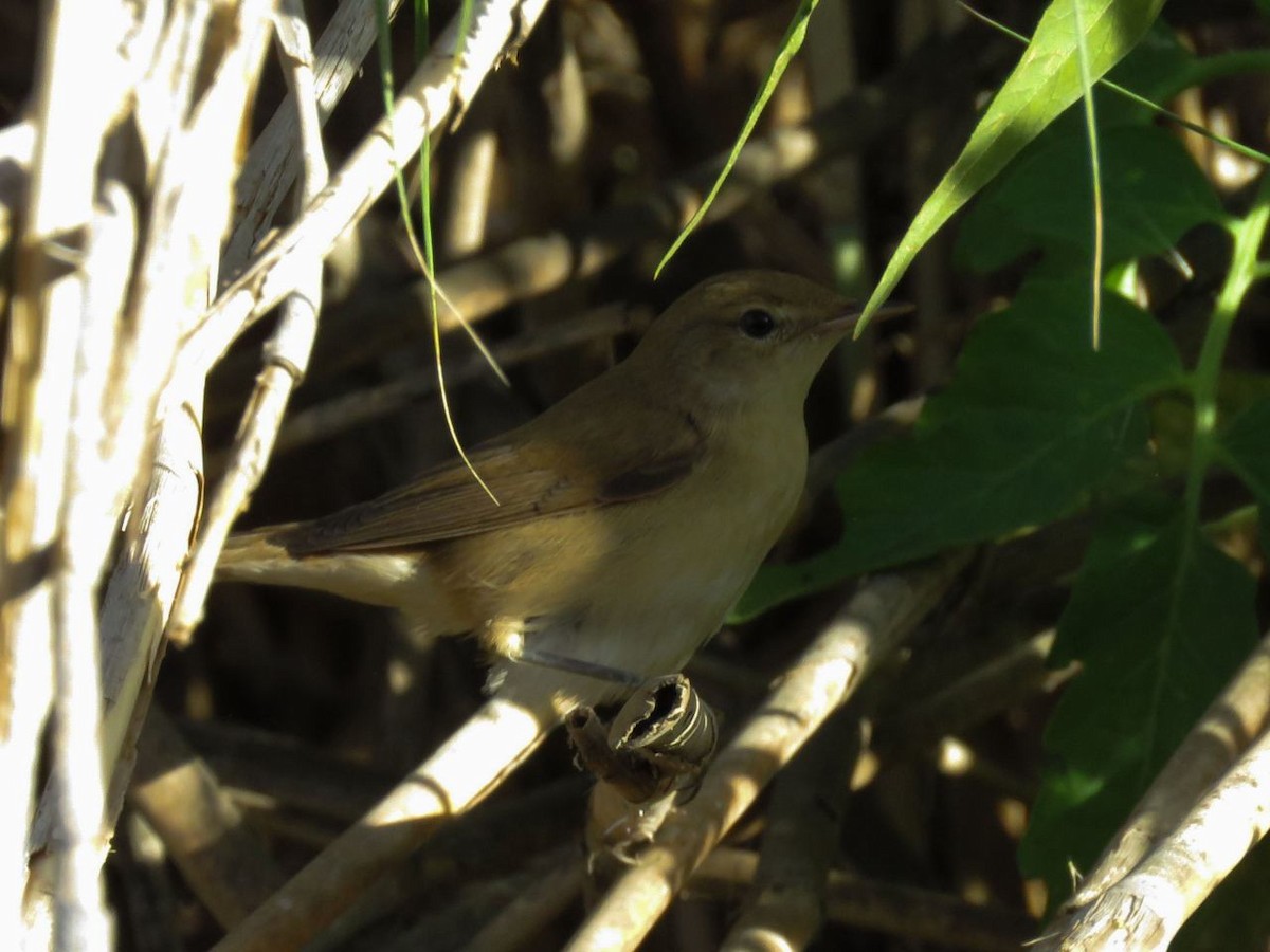 Common Reed Warbler - ML36881971