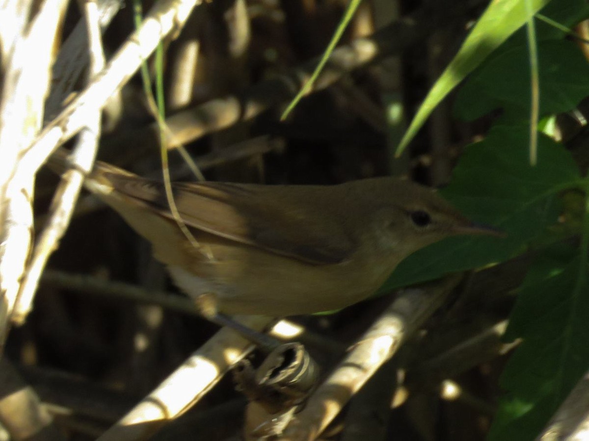 Common Reed Warbler - ML36881981