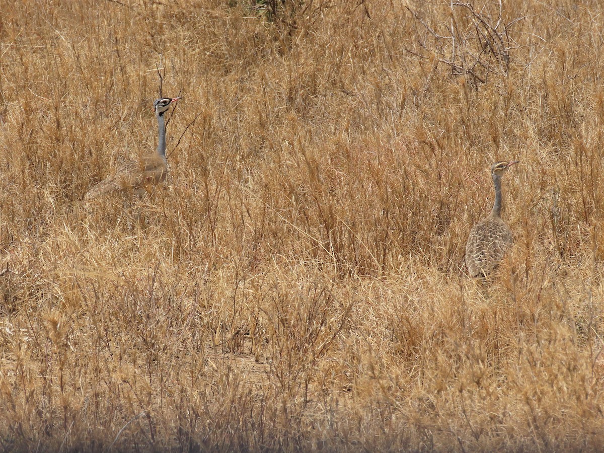 White-bellied Bustard (White-bellied) - ML368820431