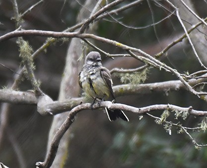 Western Kingbird - ML368820871