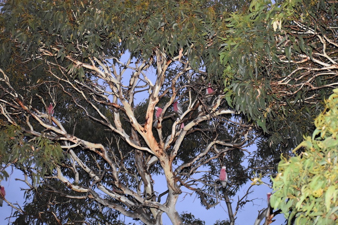 kakadu růžový - ML368821241