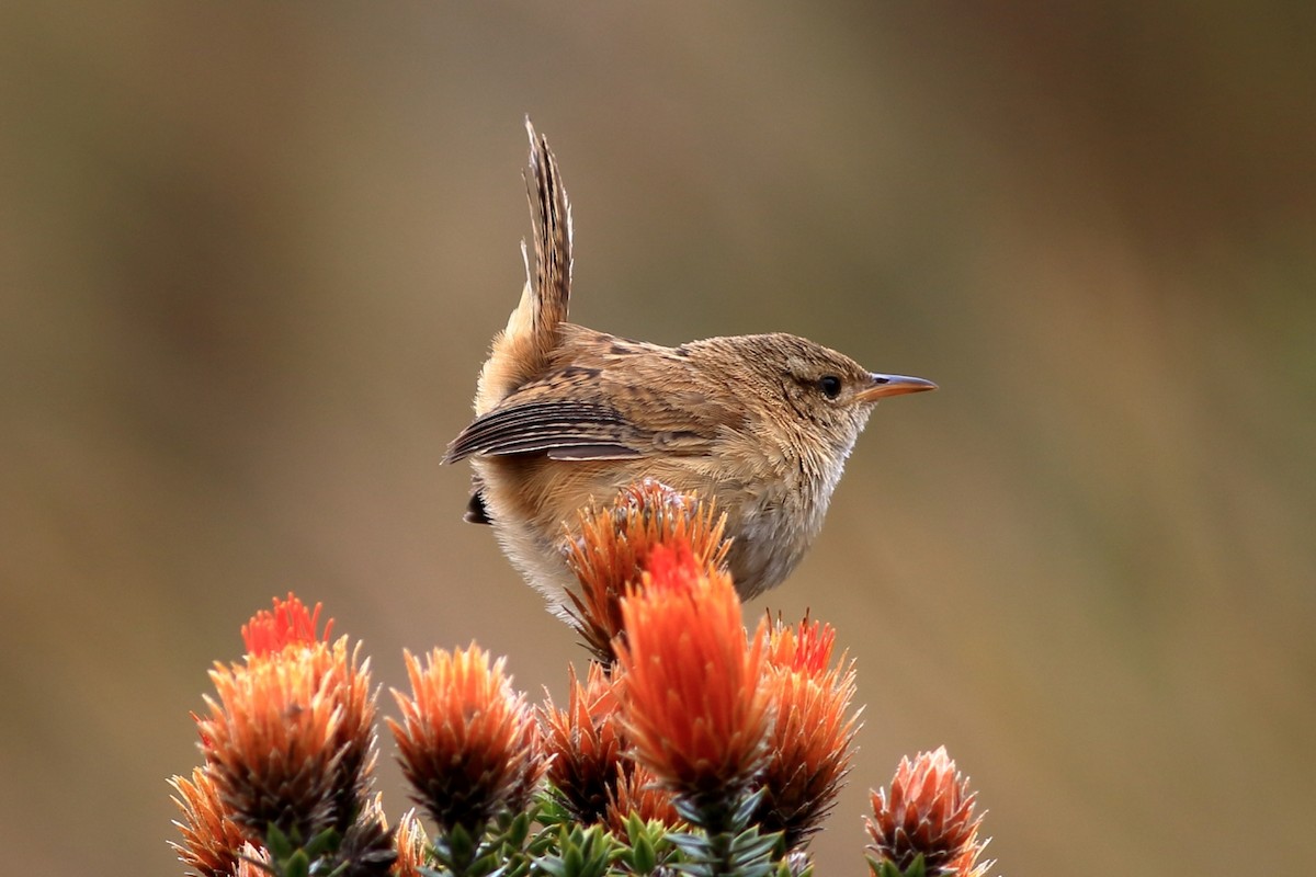 Grass Wren - ML368821321