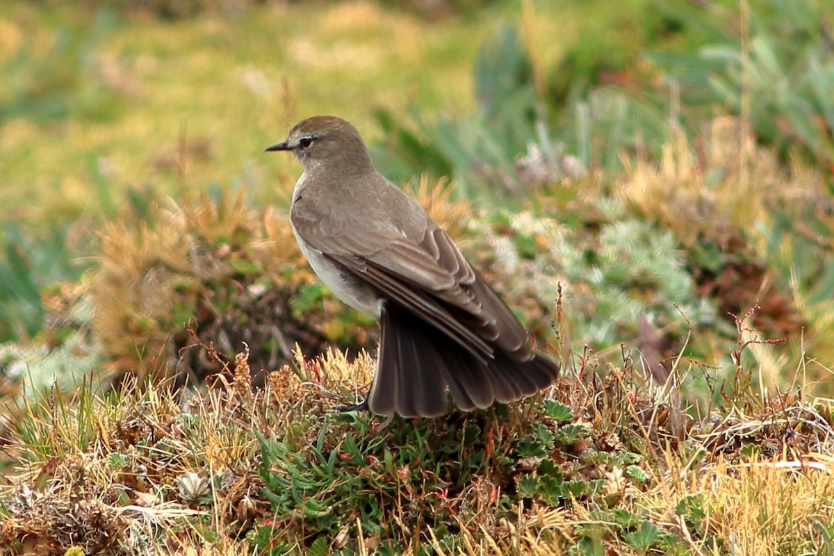 Plain-capped Ground-Tyrant - ML368821741