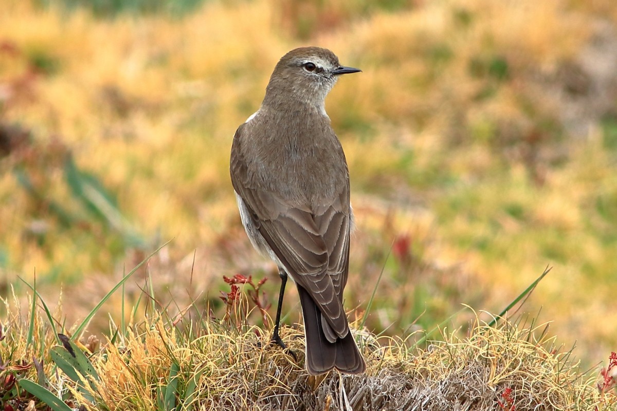 Plain-capped Ground-Tyrant - ML368821751