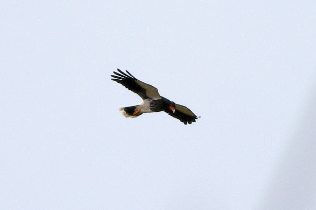 Caracara caronculé - ML368821791