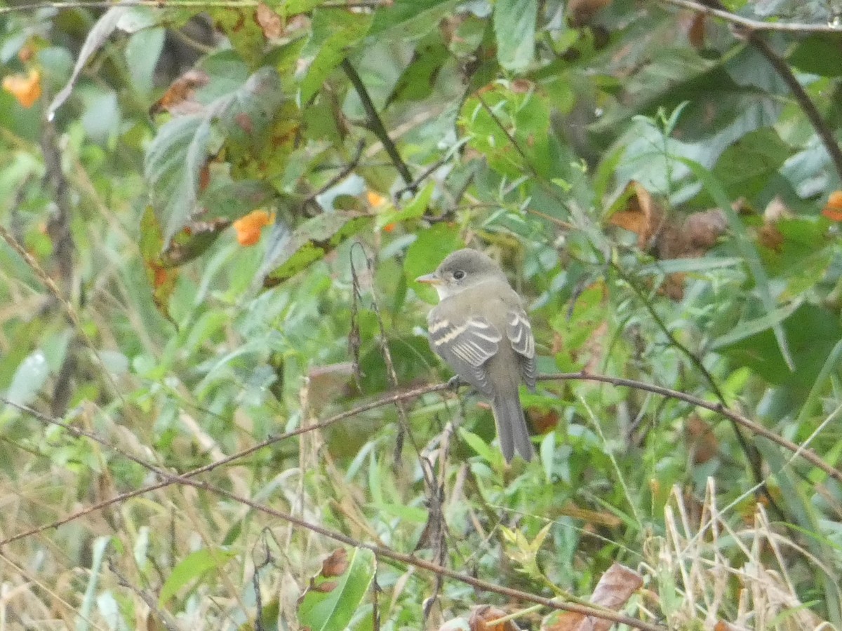 Least Flycatcher - Eric Huston