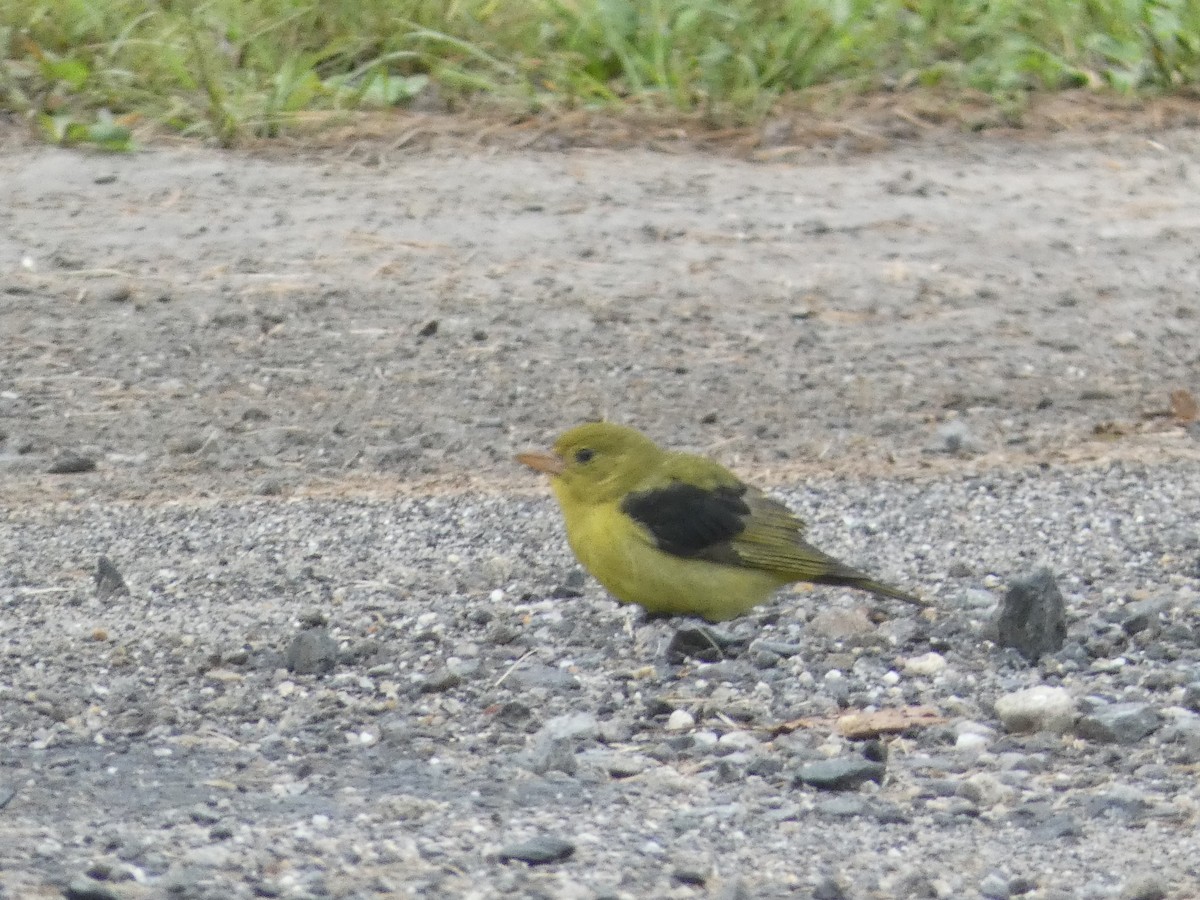 Scarlet Tanager - ML368824531